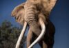 Iconic Elephant Craig to Become Permanent Symbol of Kenya’s Conservation Efforts