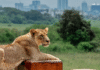 KWS issues alert after 2 lionesses escape Nairobi National Park