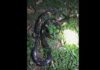 Panic as snake with jungle skin enters police report office in Siaya